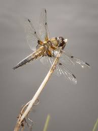 Attēlu rezultāti vaicājumam “Libellula quadrimaculata exuvia”