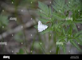 Attēlu rezultāti vaicājumam “Lomographa bimaculata”