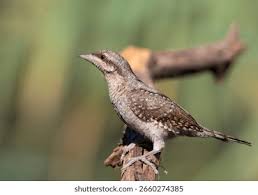 Image result for Jynx torquilla