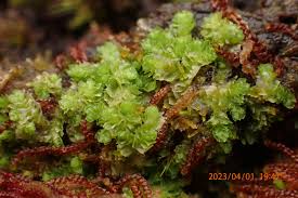 Attēlu rezultāti vaicājumam “Platyhypnidium riparioides”