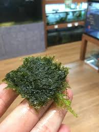 Attēlu rezultāti vaicājumam “Fissidens”