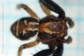 Attēlu rezultāti vaicājumam “Xysticus ulmi adult”