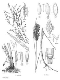 Attēlu rezultāti vaicājumam “Glyceria maxima leaf”