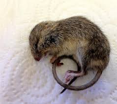 Attēlu rezultāti vaicājumam “Sicista betulina”