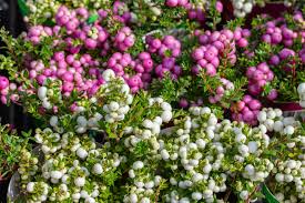 Attēlu rezultāti vaicājumam “Gaultheria cuneata”