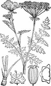 Attēlu rezultāti vaicājumam “Libanotis montana leaf”