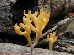 Attēlu rezultāti vaicājumam “Ramariopsis crocea”