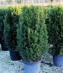 Attēlu rezultāti vaicājumam “Taxus”