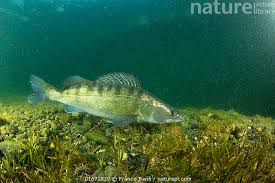 Image result for Sander lucioperca