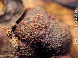 Attēlu rezultāti vaicājumam “Nectria episphaeria”