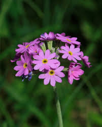 Attēlu rezultāti vaicājumam “Primula farinosa bud”