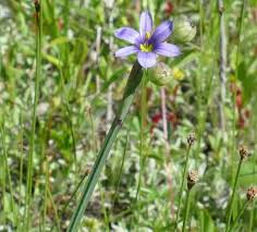 Attēlu rezultāti vaicājumam “Sisyrinchium montanum”