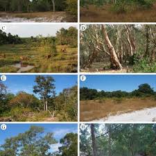 Attēlu rezultāti vaicājumam “Licea pygmaea spores”