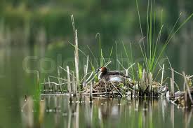 Attēlu rezultāti vaicājumam “Podiceps cristatus nest”
