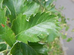 Attēlu rezultāti vaicājumam “Sorbus intermedia leaf”