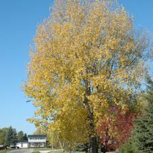 Attēlu rezultāti vaicājumam “Populus x canadensis”