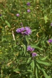Attēlu rezultāti vaicājumam “Centaurea jacea flower”