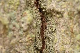 Attēlu rezultāti vaicājumam “Chaenotheca chlorella”