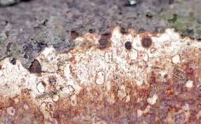 Attēlu rezultāti vaicājumam “Vuilleminia comedens”