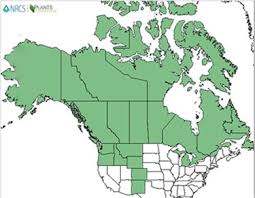 Attēlu rezultāti vaicājumam “Bromopsis inermis fruit”