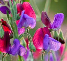 Attēlu rezultāti vaicājumam “Lathyrus”