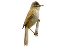 Image result for Acrocephalus agricola