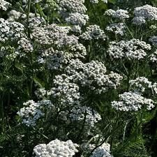 Attēlu rezultāti vaicājumam “Achillea millefolium flower”