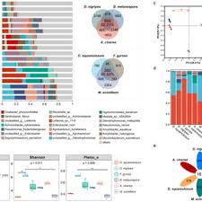 Attēlu rezultāti vaicājumam “Claustria didermoides”