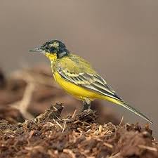 Attēlu rezultāti vaicājumam “Motacilla flava flava”