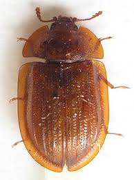 Attēlu rezultāti vaicājumam “Ostoma ferruginea”