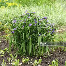 Attēlu rezultāti vaicājumam “Tradescantia virginiana flower”