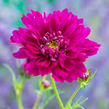 Image result for Cosmos bipinnatus `Double Click`