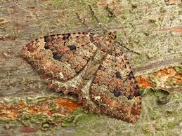 Attēlu rezultāti vaicājumam “Triphosa dubitata”