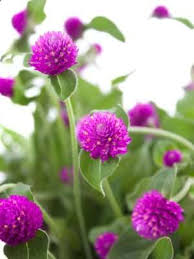 Image result for Kugelamarant