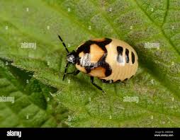 Attēlu rezultāti vaicājumam “Tritomegas bicolor”