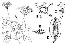 Attēlu rezultāti vaicājumam “Anethum graveolens flower”