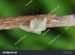 Attēlu rezultāti vaicājumam “Hylecoetus dermestoides”