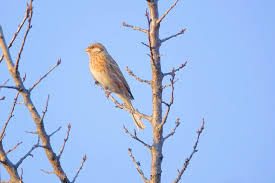 Image result for Emberiza leucocephalos