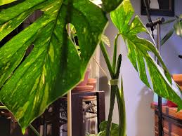 Attēlu rezultāti vaicājumam “Thladiantha dubia leaf”