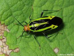 Attēlu rezultāti vaicājumam “Miridae”