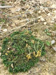 Attēlu rezultāti vaicājumam “Aneura pinguis”