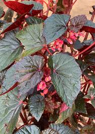 Image result for Begonia cucullata var. Hookeri