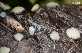 Attēlu rezultāti vaicājumam “Vibrissea decolorans”