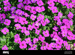 Image result for Aubrieta hybrida (cultorum)