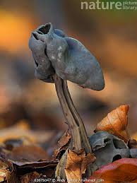 Attēlu rezultāti vaicājumam “Helvella lacunosa”