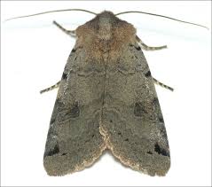 Attēlu rezultāti vaicājumam “Agrochola litura”