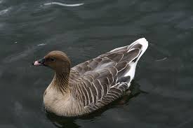 Attēlu rezultāti vaicājumam “Anser brachyrhynchus adult”