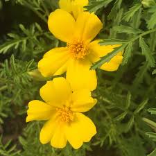 Attēlu rezultāti vaicājumam “Tagetes flower”