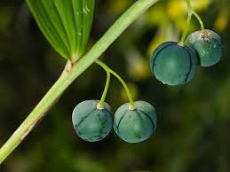 Attēlu rezultāti vaicājumam “Polygonatum odoratum fruit”