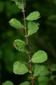 Attēlu rezultāti vaicājumam “Salix aurita flower”